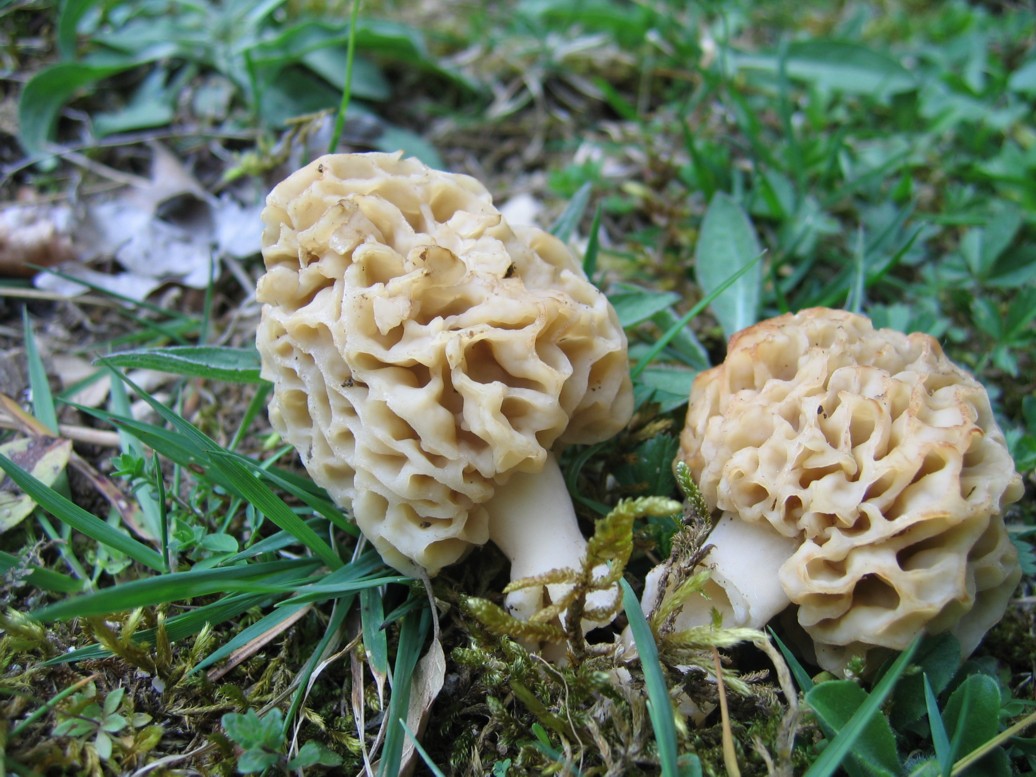 morchella....